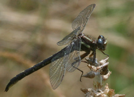 Lancet Clubtail